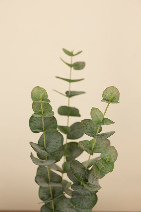 Kvist - Eucalyptus H60cm Grønn