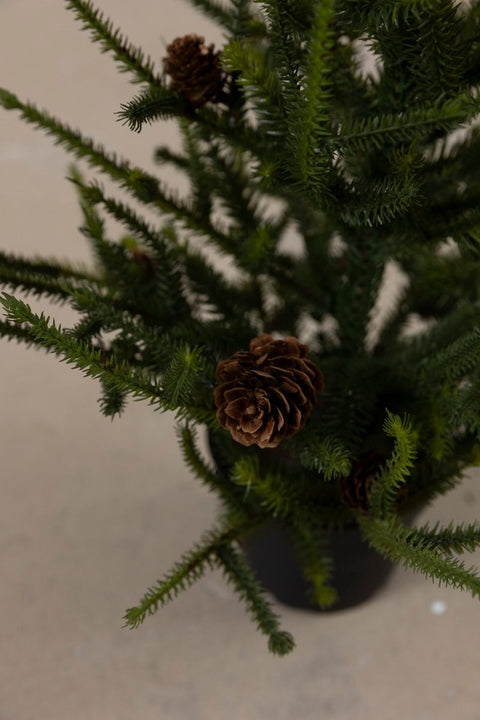 Lite Tre - Gran m/Kongler H55cm