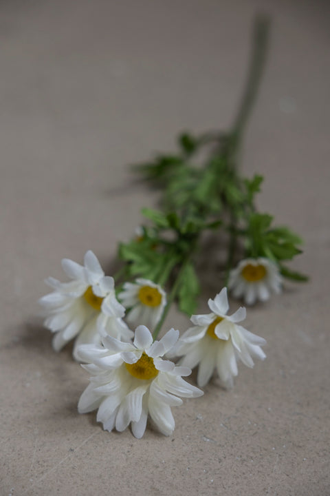 Blomst - Prestekrage H50cm