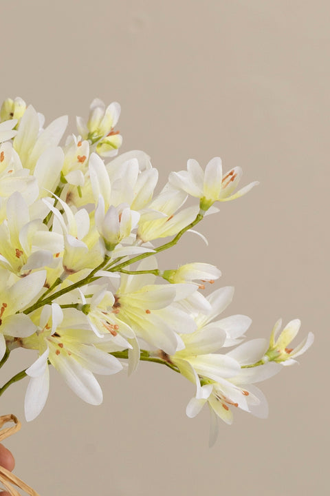 Blomst - Agapanthus H30cm Grønn