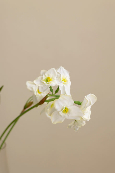 Blomst - Narciss H55cm