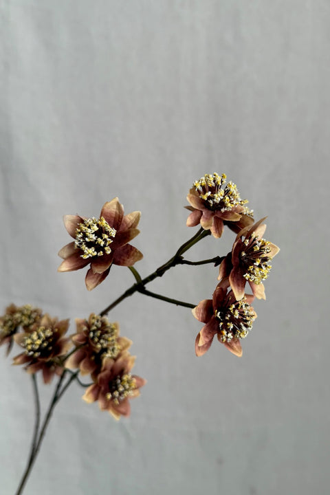 Blomst - Stjerneskjerm H72cm Brun