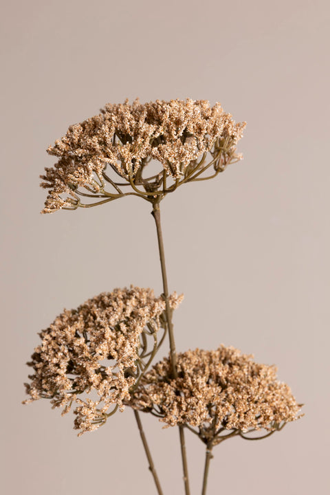 Blomst - Trachelium H85cm