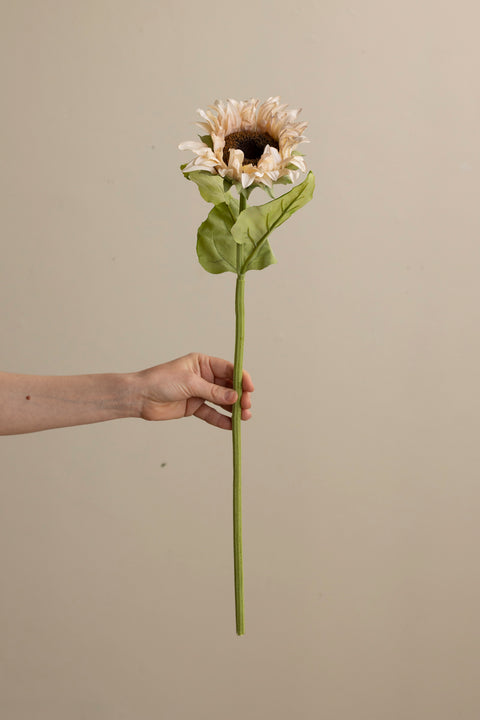 Blomst - Solrose H60 Cream