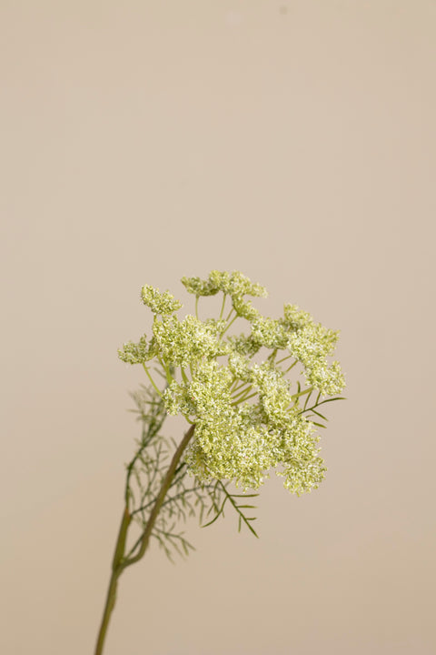 Blomst - Vill Gulrot H70cm Grønn