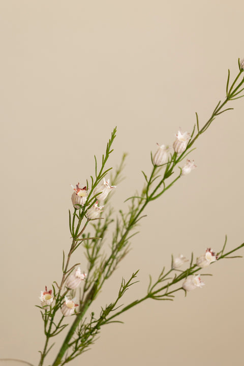 Kvist - Calluna H63cm Hvit