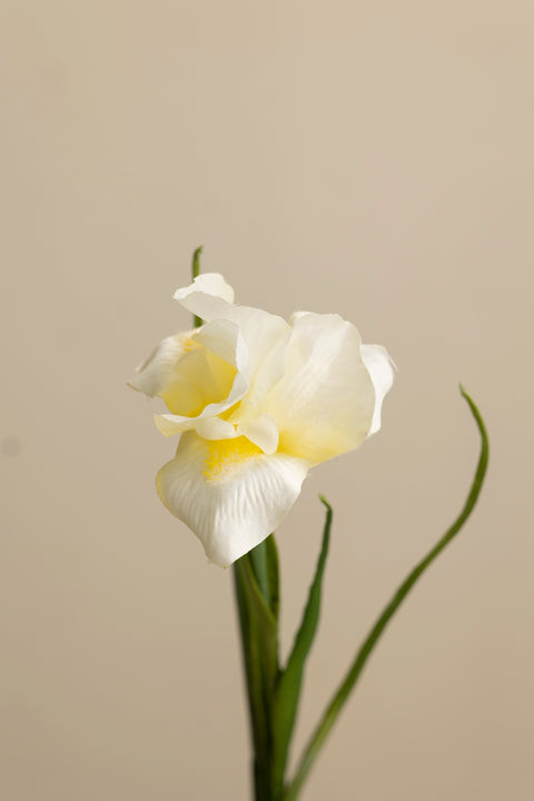 Blomst - Iris H68cm