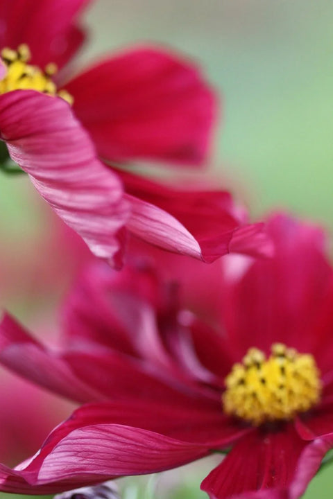 Blomsterfrø - Cosmos Rubenza