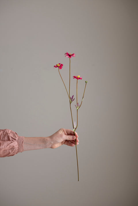 Blomst - Coreopsis Rosa