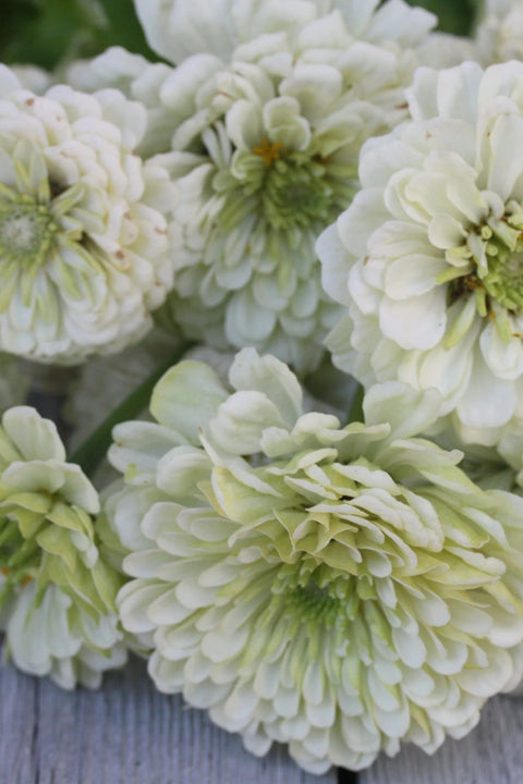 Blomsterfrø - Zinnia Benarys giant white
