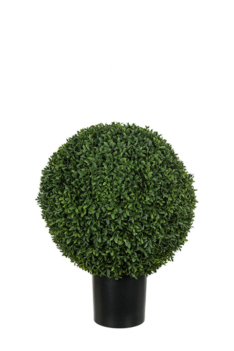 Buxbom - Dia50cm h65cm