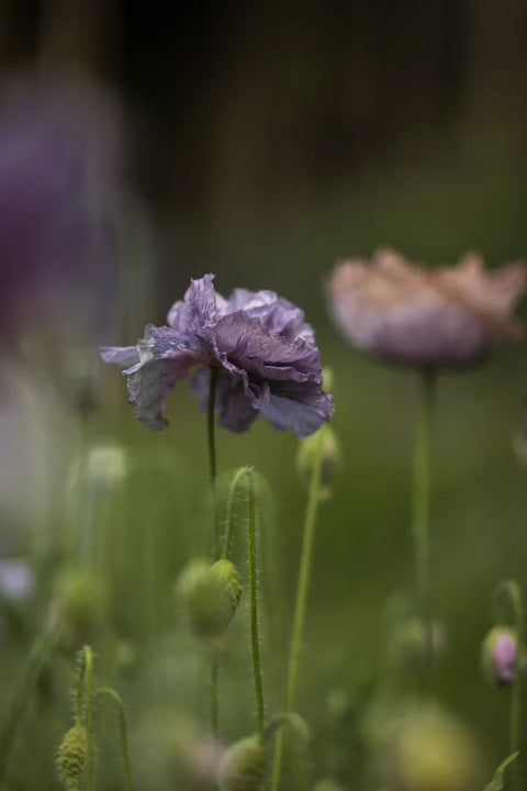 Blomsterfrø - Kornvalmue Amazing grey