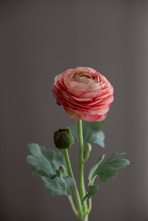 Blomst - Ranunkel H50cm Rosa