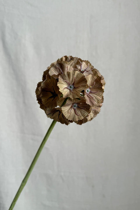 Blomst - Scabiosa H60cm Grønn