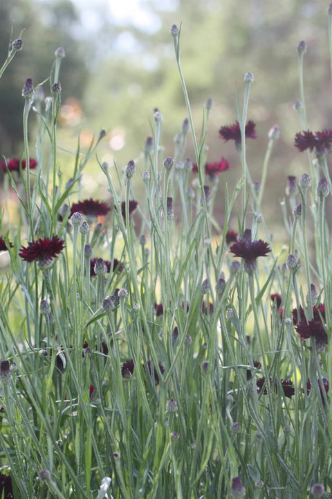 Blomsterfrø - Kornblomst Black Button