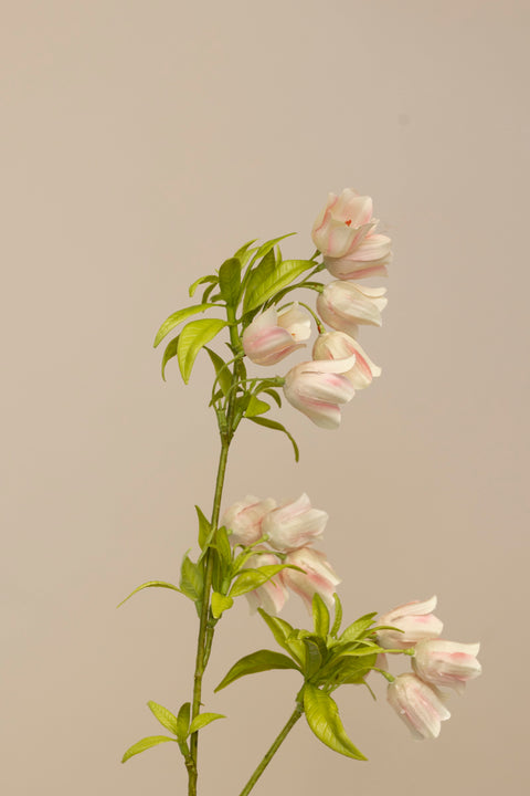 Blomst - Enkianthus H80cm Rosa