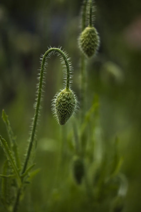 Blomsterfrø - Kornvalmue Amazing grey