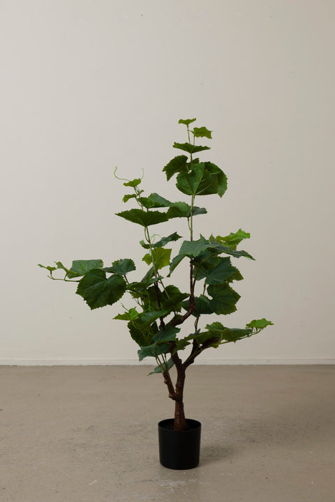 Potteplante - Vinranke H90cm Grønn