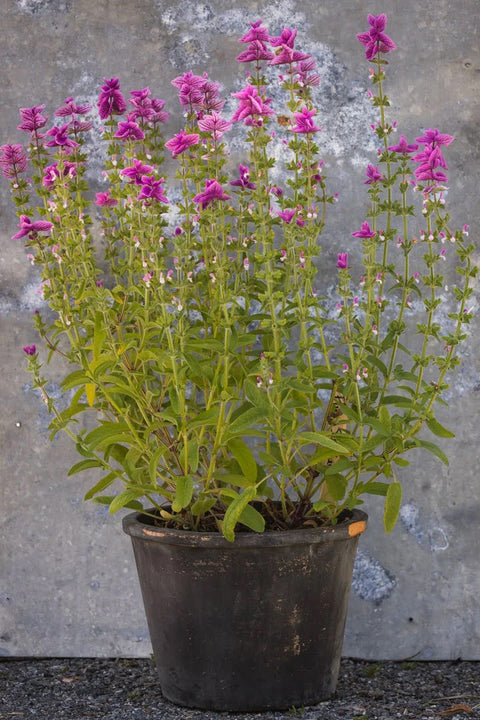 Blomsterfrø - Dusksalvie Say So Rose