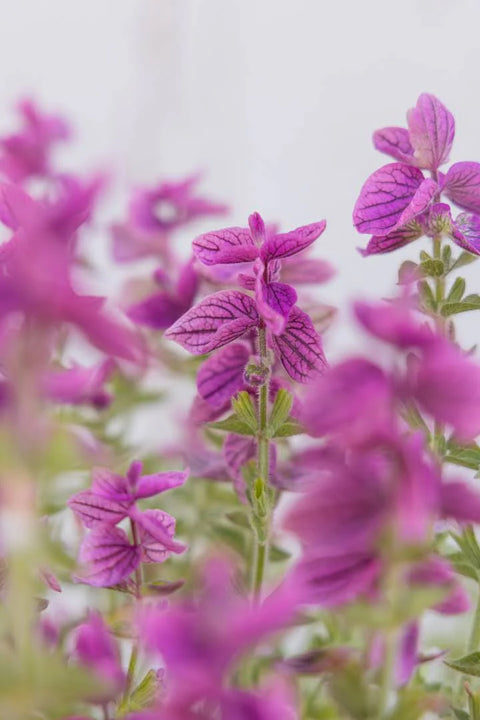 Blomsterfrø - Dusksalvie Say So Rose