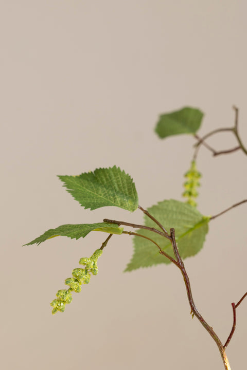 Gren - Bjørk H100cm