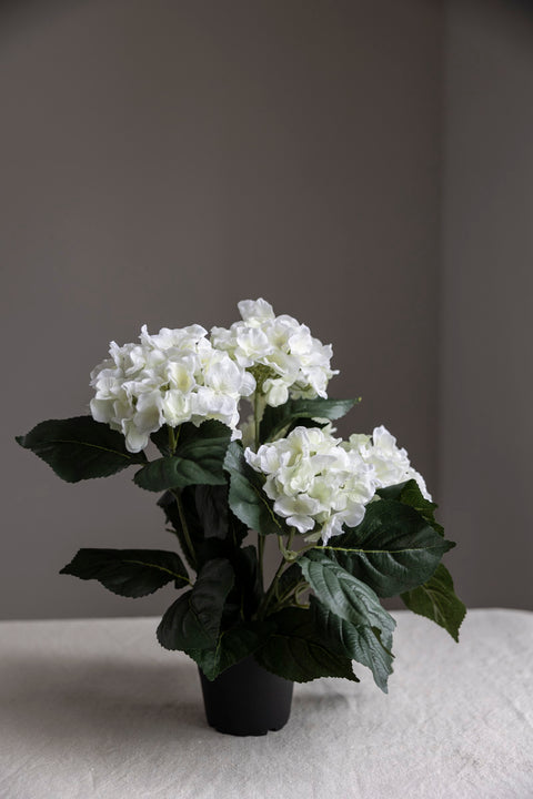 Potteplante - Hortensia H37cm