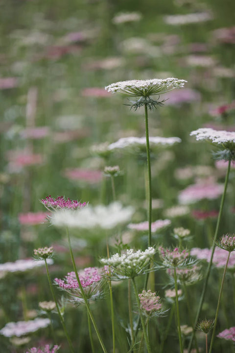 Blomsterfrø - Gulrotblomst Dara