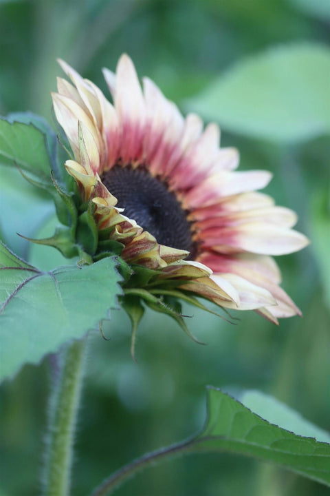 Blomsterfrø - Solsikke Ruby Eclipse