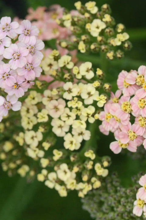 Blomsterfrø - Bakkeryllik Summer Pastels