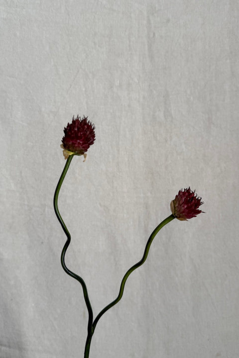 Blomst - Allium H65cm Burgunder