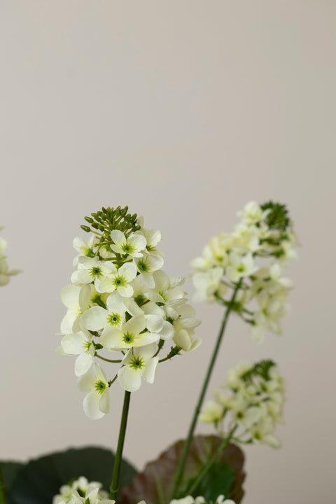 Potteplante - Cole H105cm Grønn