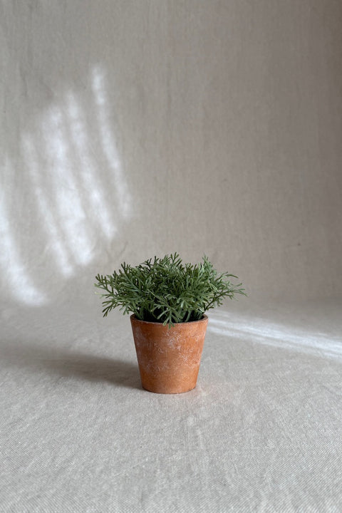 Potteplante - Sølvbusk H13cm Grønn