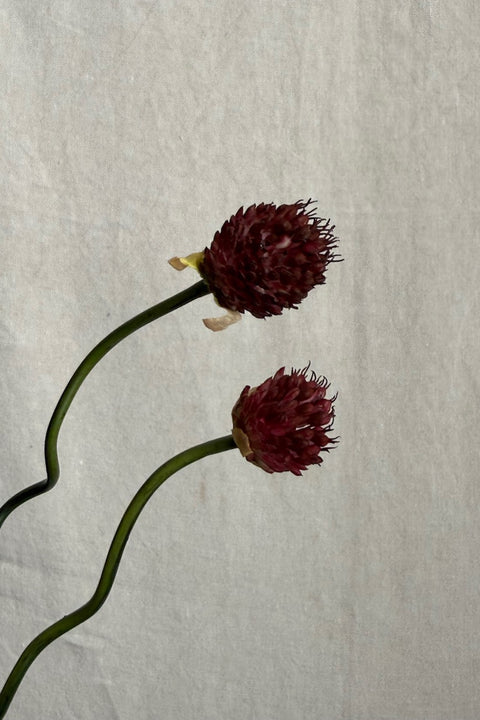 Blomst - Allium H65cm Burgunder