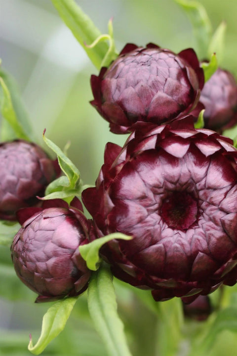 Blomsterfrø - Høststråblomst Purple
