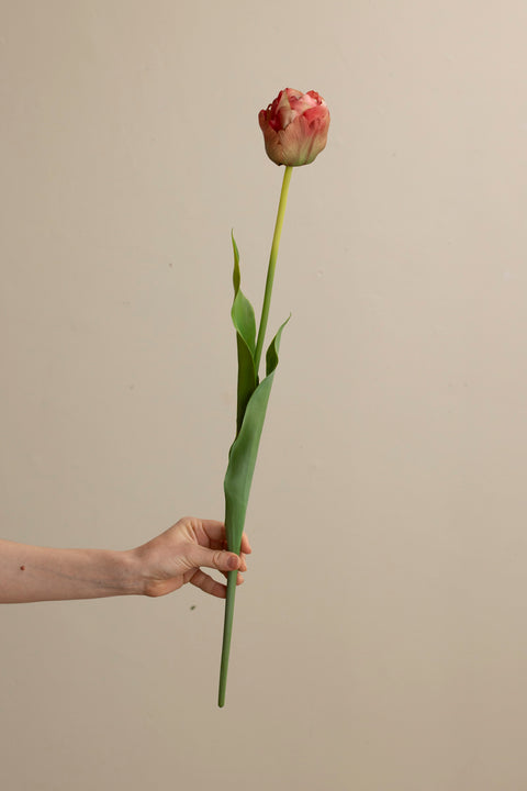 Blomst - Tulipan H67 Rosa