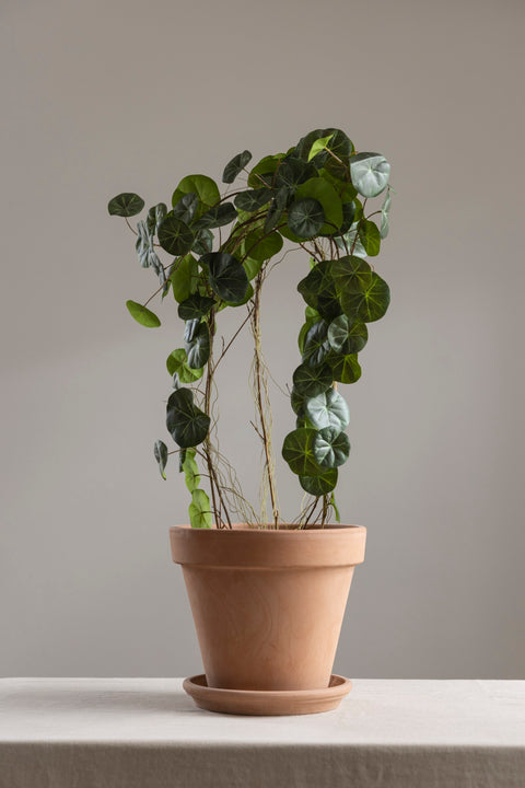 Potteplante - Stephania H70cm