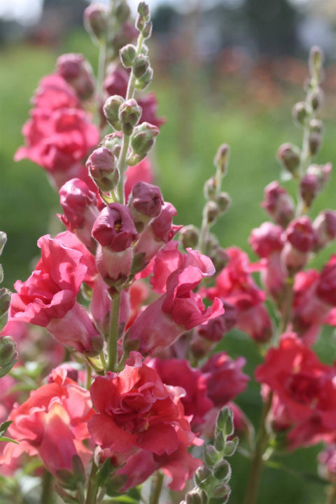 Blomsterfrø - Løvemunn Madam butterfly Cherry bronze