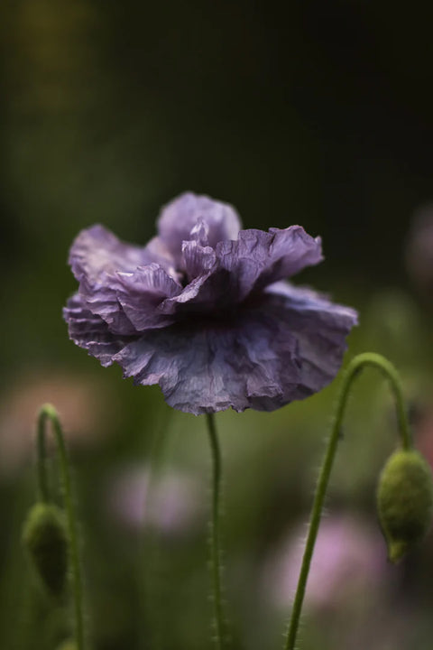 Blomsterfrø - Kornvalmue Amazing grey