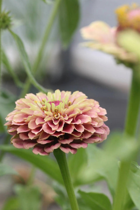 Blomsterfrø - Zinnia Queen red lime