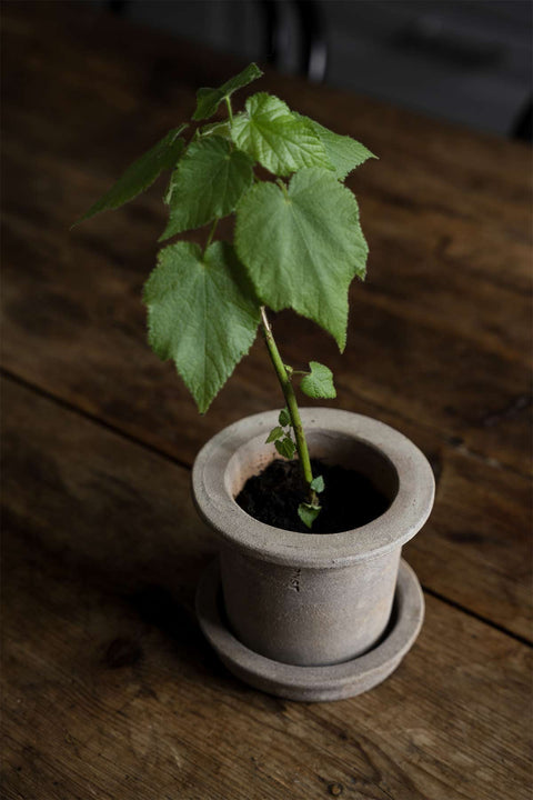 Potte - Dia12cm Terracotta