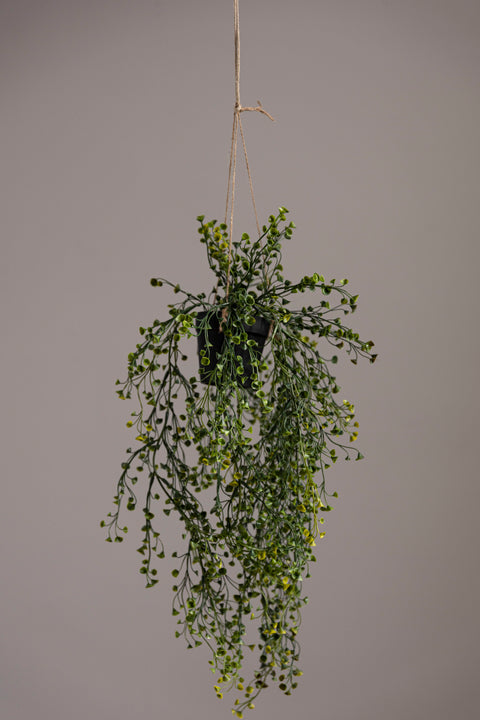 Hengeplante | Cucullata 60cm