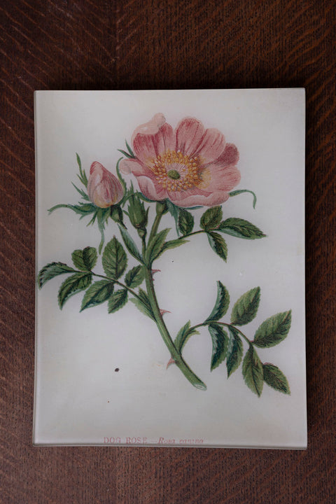 Glassfat - Decoupage Dog Rose