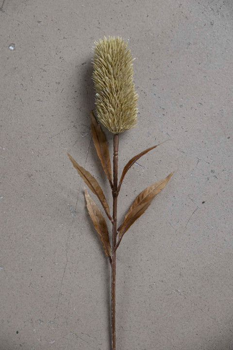 Blomst - Banksia H75cm