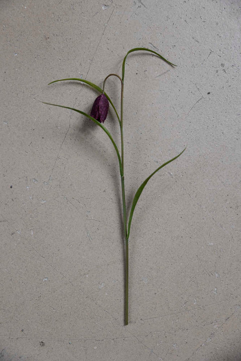 Blomst | Frittilaria H35cm