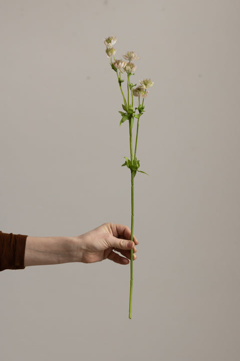 Blomst - Stjerneskjerm H55cm