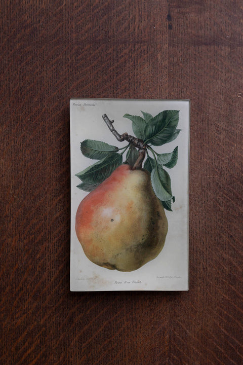 Glassfat - Decoupage Poire