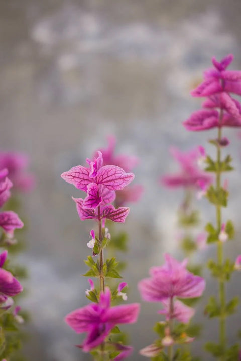 Blomsterfrø - Dusksalvie Say So Rose