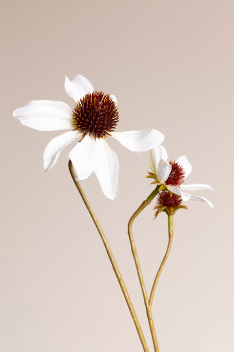 Blomst - Rudbeckia H91cm White