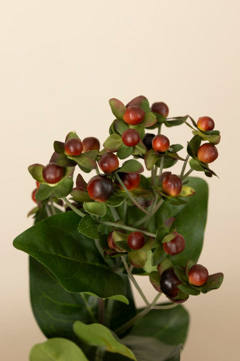 Kvist - Johannesurt Rød