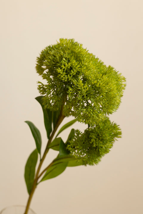 Blomst - Sedum H65cm